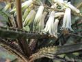 Aloe 